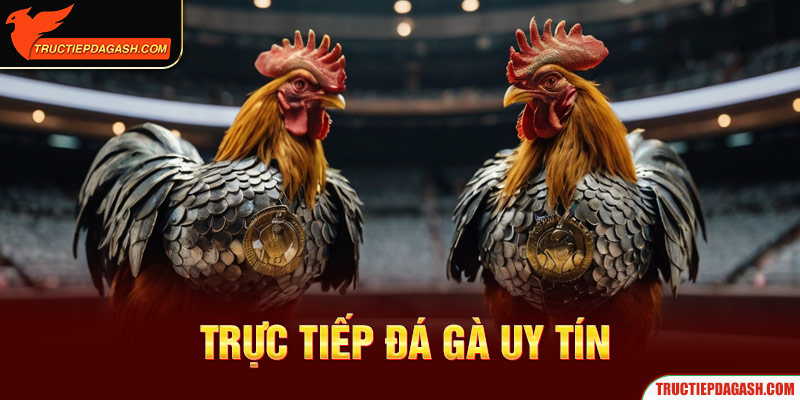 Nhà cái Trực tiếp Đá Gà uy tín